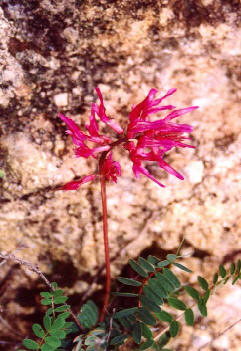 Astragalus monspessulanus 